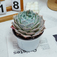 5'' Echeveria Desert Camel, Rare Live Succulent Plants