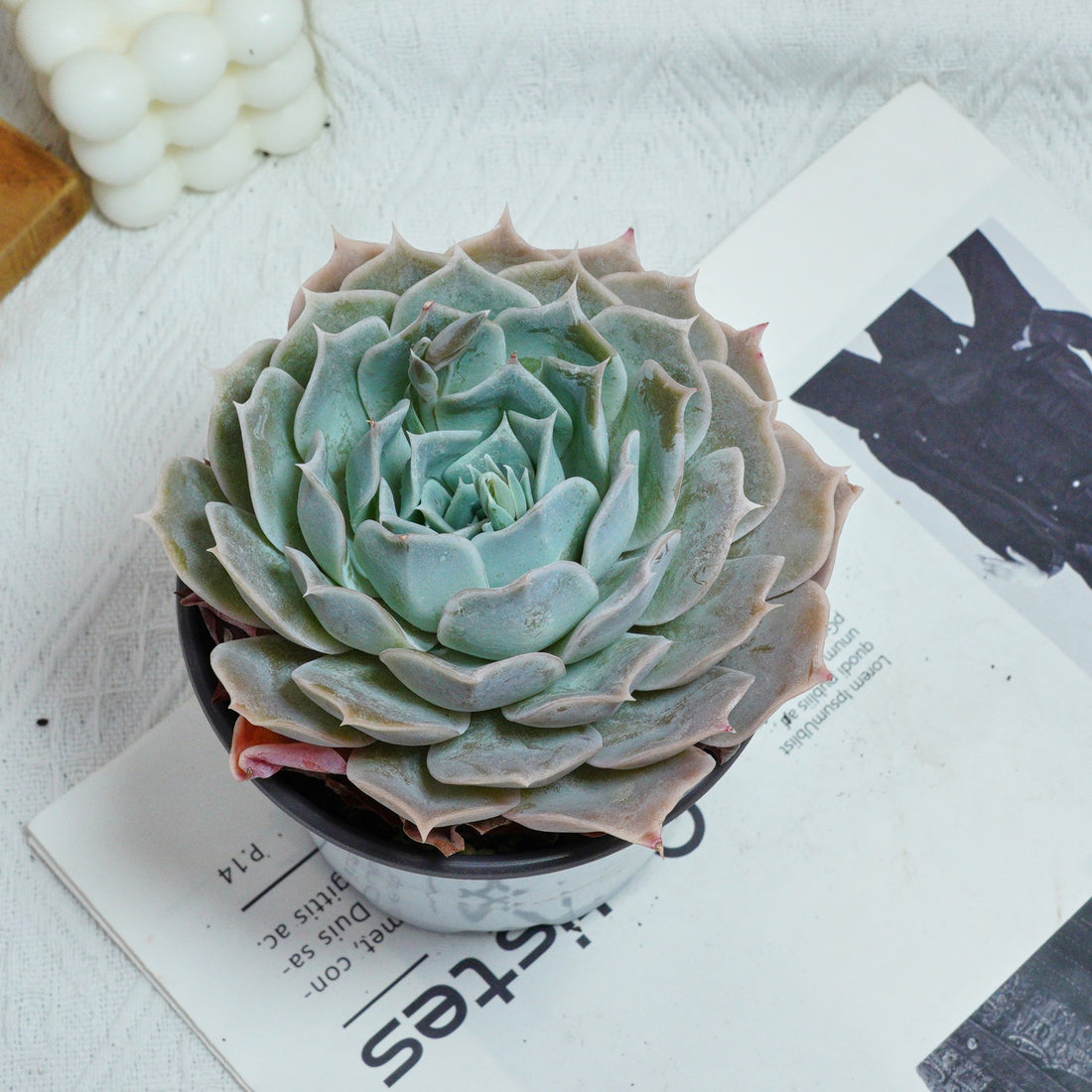 5'' Echeveria Desert Camel, Rare Live Succulent Plants