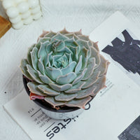 5'' Echeveria Desert Camel, Rare Live Succulent Plants