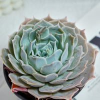 5'' Echeveria Desert Camel, Rare Live Succulent Plants