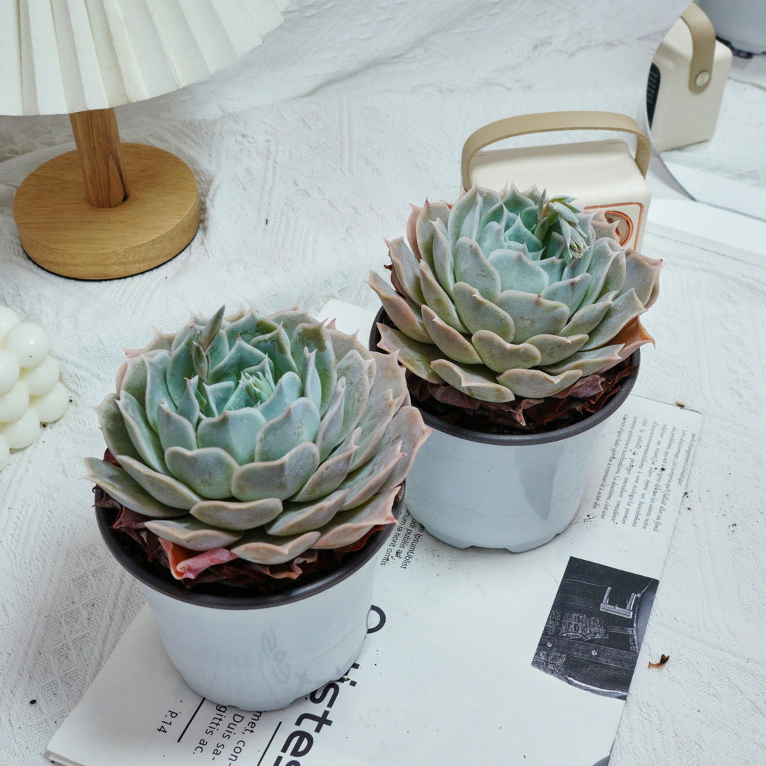 5'' Echeveria Desert Camel, Rare Live Succulent Plants