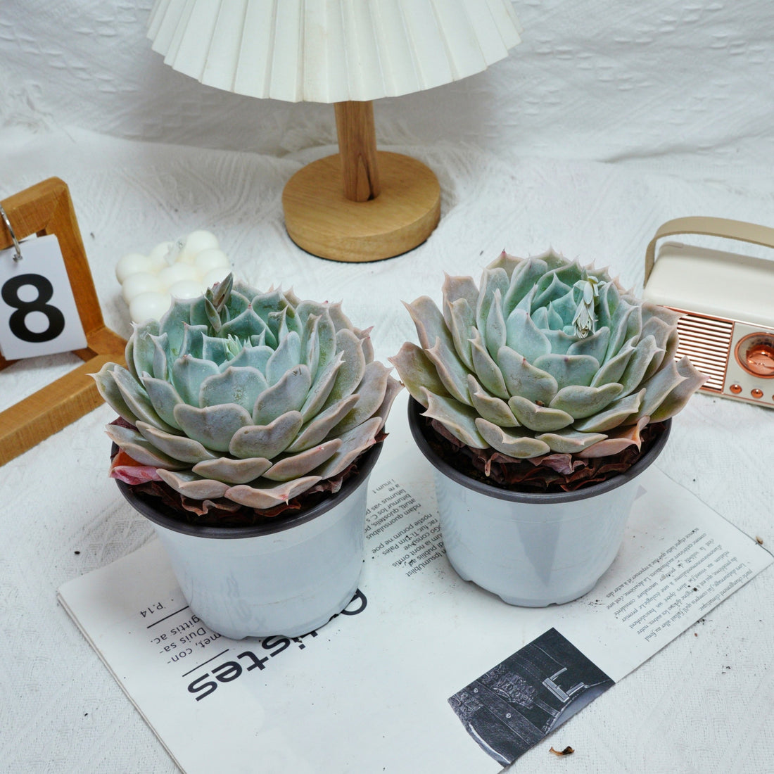5'' Echeveria Desert Camel, Rare Live Succulent Plants