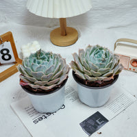 5'' Echeveria Desert Camel, Rare Live Succulent Plants