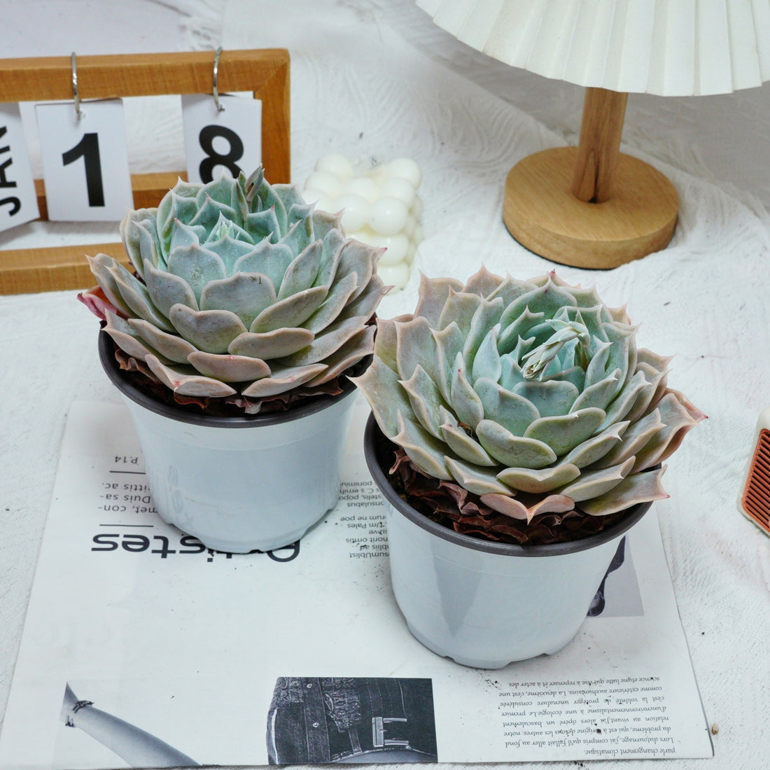 5'' Echeveria Desert Camel, Rare Live Succulent Plants
