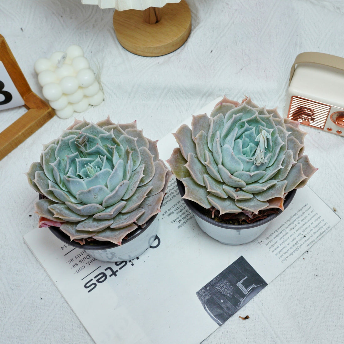 5'' Echeveria Desert Camel, Rare Live Succulent Plants