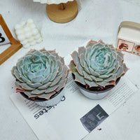 5'' Echeveria Desert Camel, Rare Live Succulent Plants