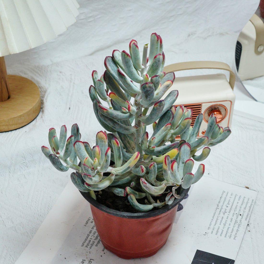 6'' Cotyledon Orbiculata Long Leaf Variegated, Rare Live Succulent Plants