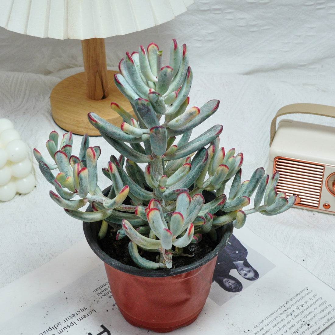 6'' Cotyledon Orbiculata Long Leaf Variegated, Rare Live Succulent Plants