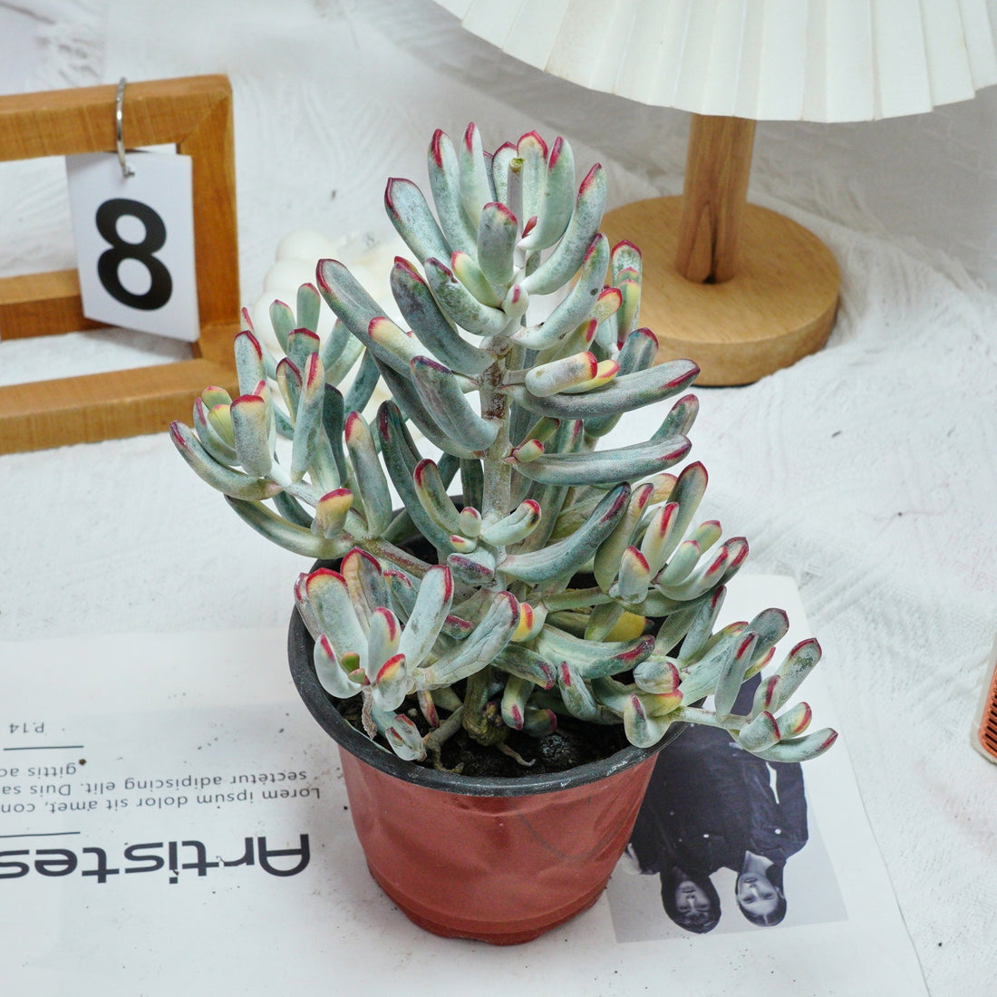 6'' Cotyledon Orbiculata Long Leaf Variegated, Rare Live Succulent Plants