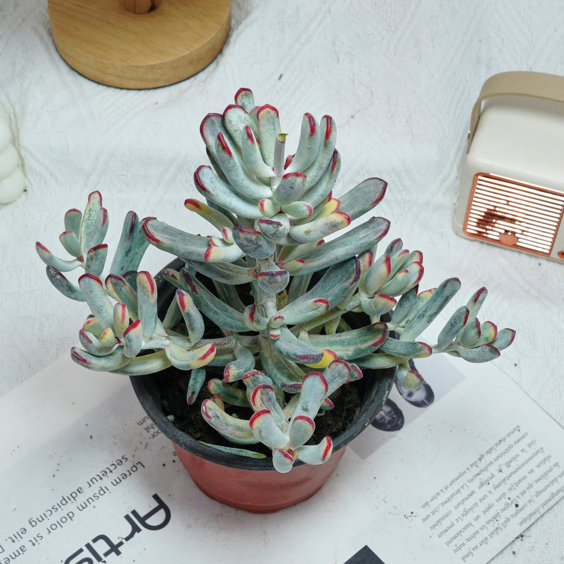6'' Cotyledon Orbiculata Long Leaf Variegated, Rare Live Succulent Plants