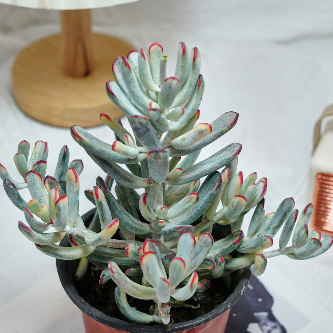 6'' Cotyledon Orbiculata Long Leaf Variegated, Rare Live Succulent Plants