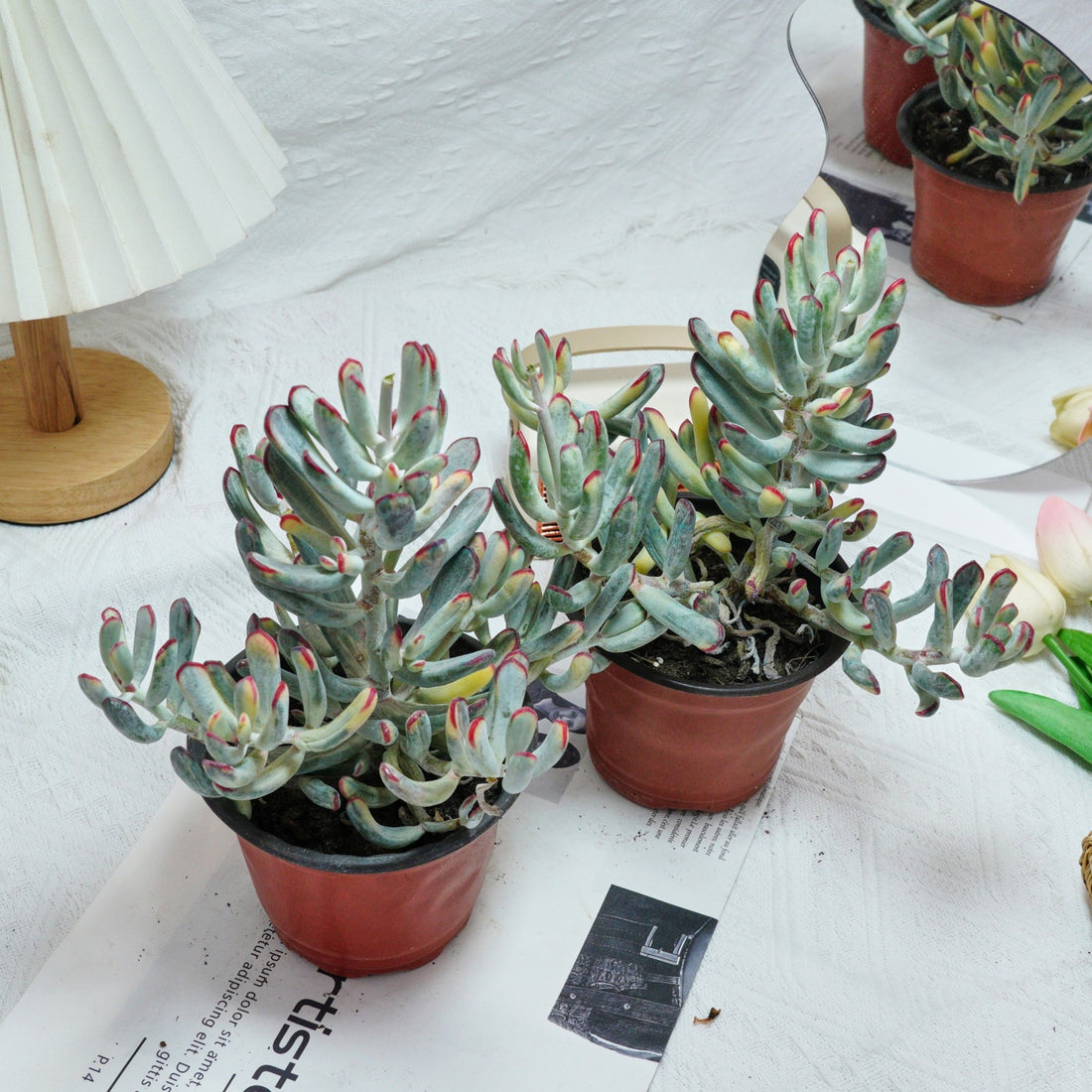 6'' Cotyledon Orbiculata Long Leaf Variegated, Rare Live Succulent Plants