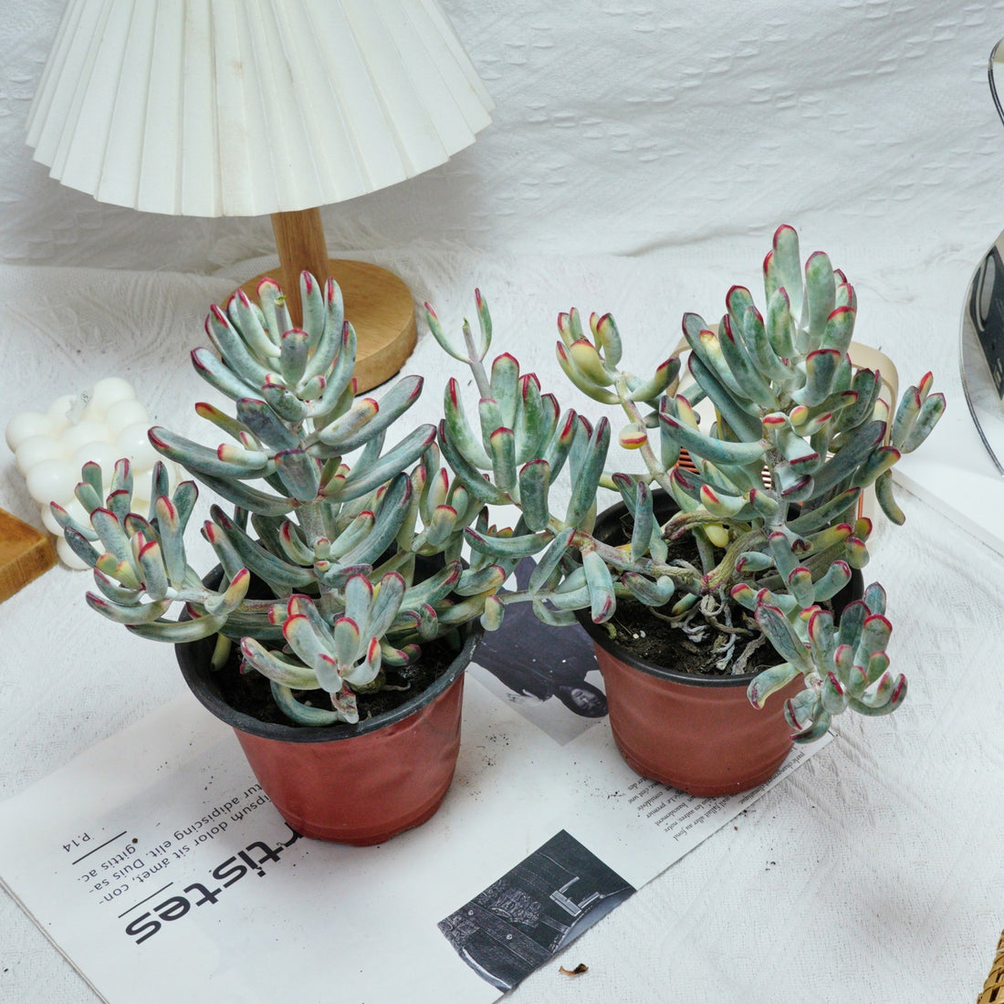 6'' Cotyledon Orbiculata Long Leaf Variegated, Rare Live Succulent Plants