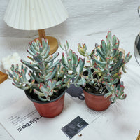 6'' Cotyledon Orbiculata Long Leaf Variegated, Rare Live Succulent Plants