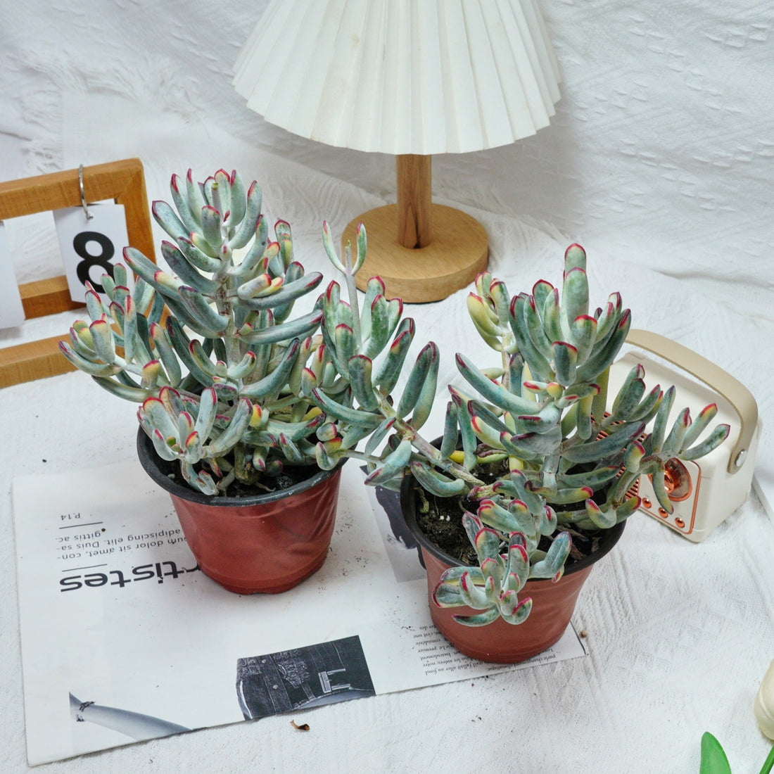 6'' Cotyledon Orbiculata Long Leaf Variegated, Rare Live Succulent Plants