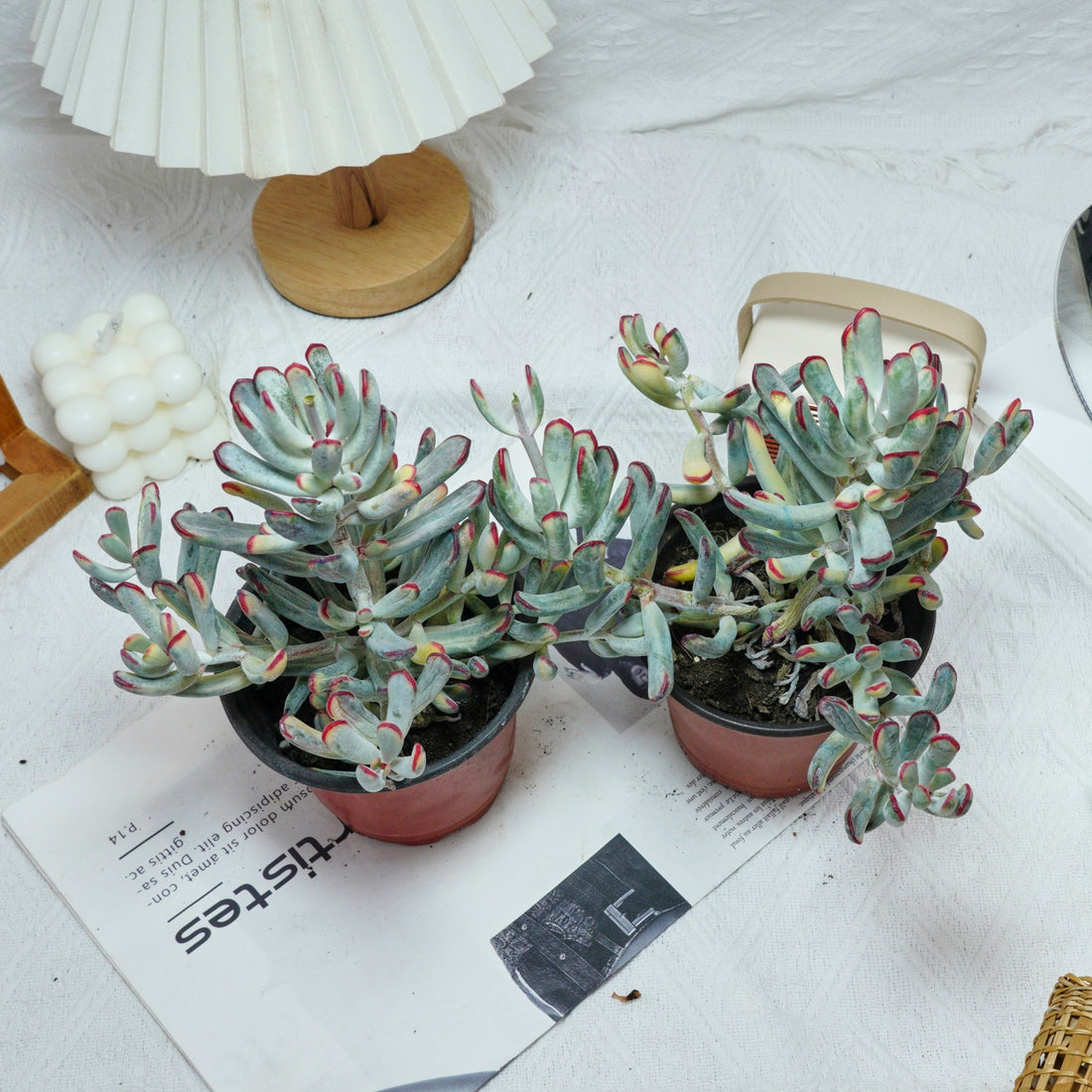 6'' Cotyledon Orbiculata Long Leaf Variegated, Rare Live Succulent Plants