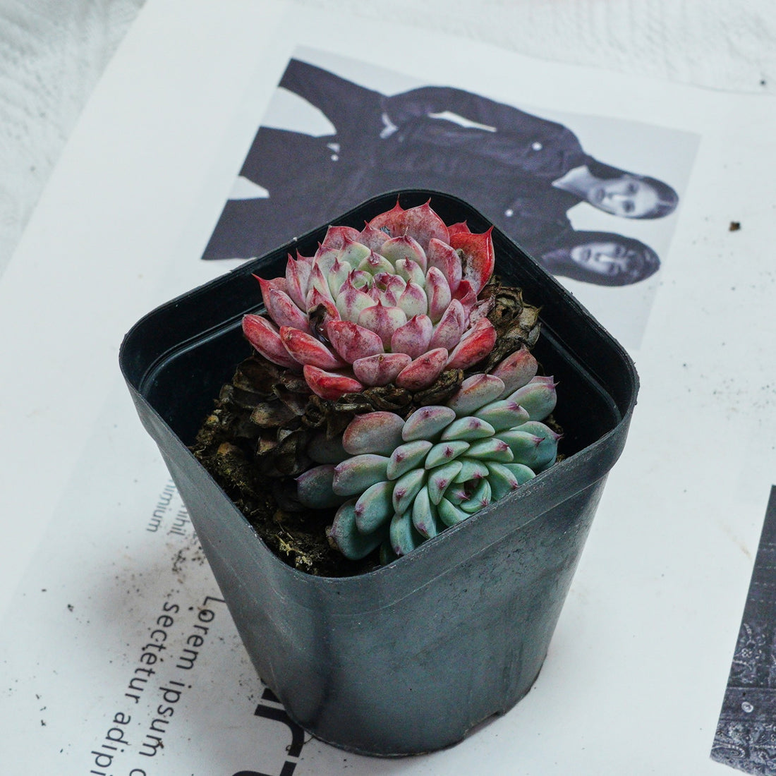 3'' Echeveria Blue Minima, Rare Live Succulent Plants