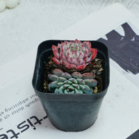 3'' Echeveria Blue Minima, Rare Live Succulent Plants