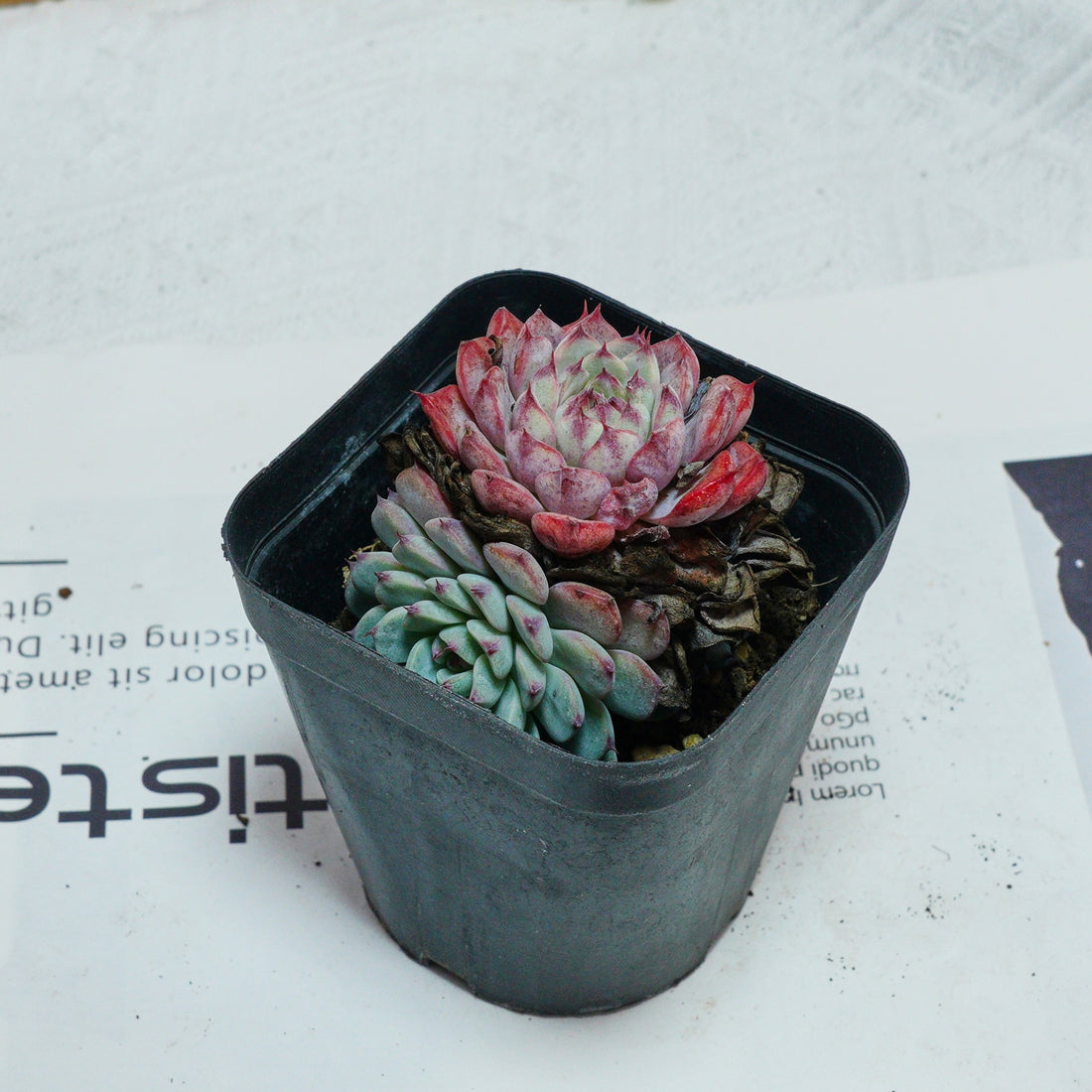 3'' Echeveria Blue Minima, Rare Live Succulent Plants