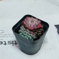 3'' Echeveria Blue Minima, Rare Live Succulent Plants