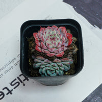 3'' Echeveria Blue Minima, Rare Live Succulent Plants