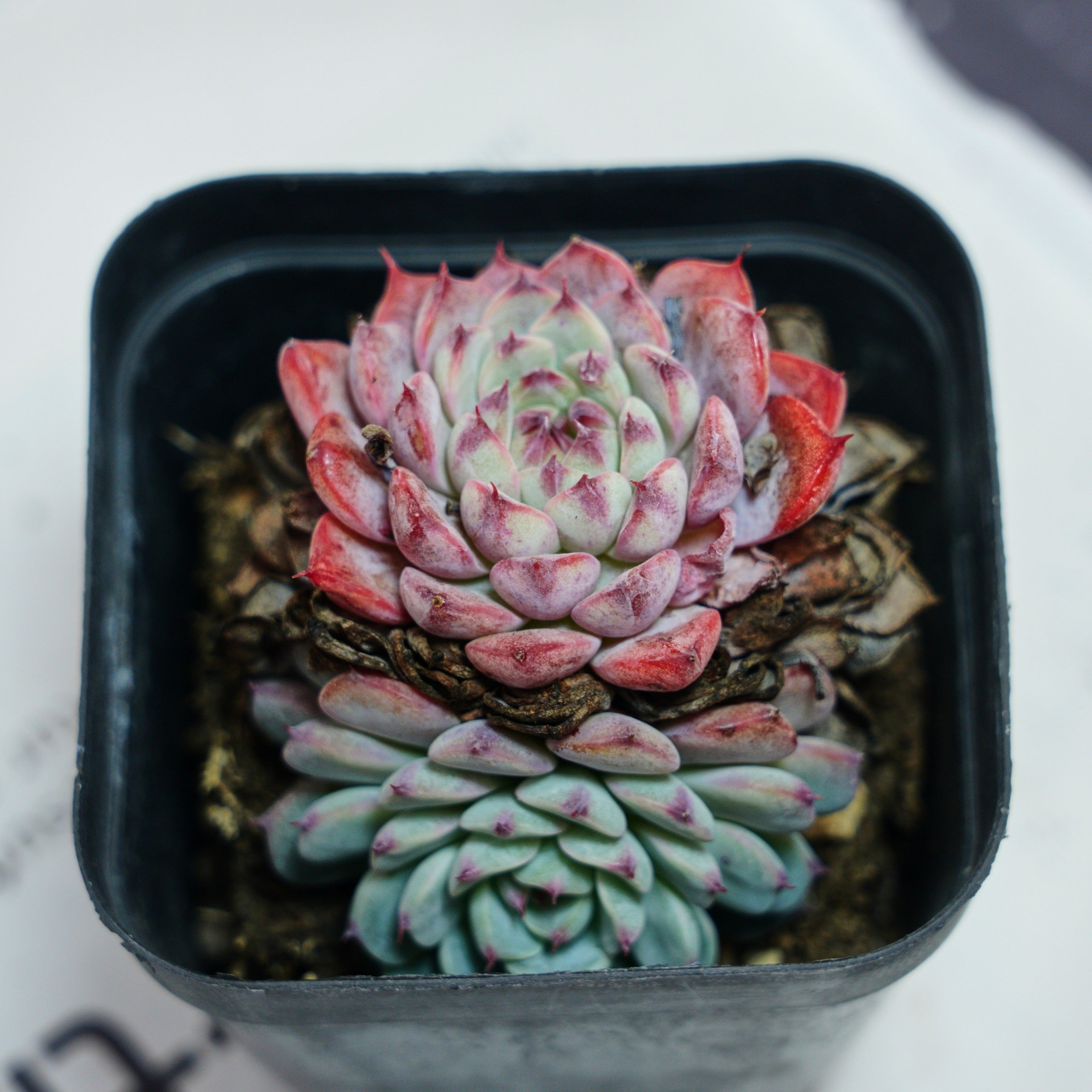 blue minima succulent 3'' Echeveria Blue Minima, Rare Live Succulent Plants – cocosucculent