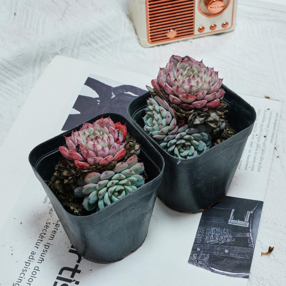 3'' Echeveria Blue Minima, Rare Live Succulent Plants