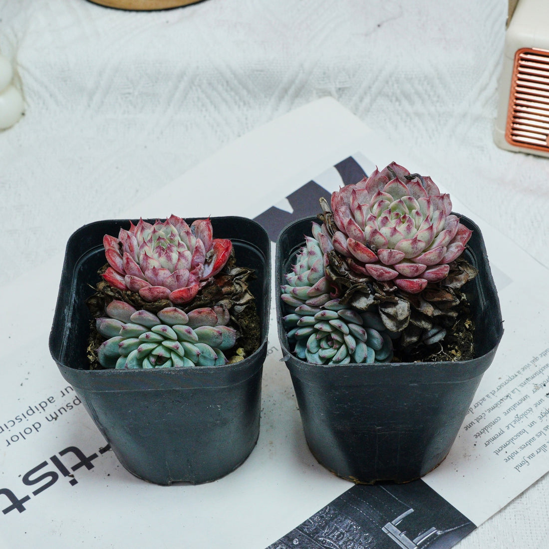 3'' Echeveria Blue Minima, Rare Live Succulent Plants