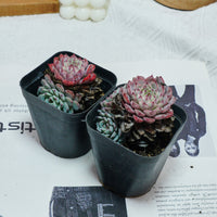 3'' Echeveria Blue Minima, Rare Live Succulent Plants