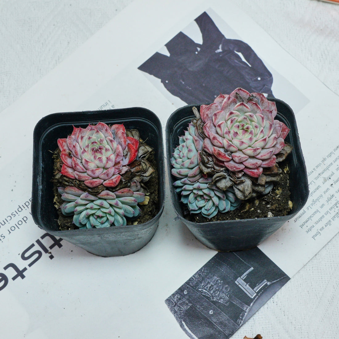 3'' Echeveria Blue Minima, Rare Live Succulent Plants