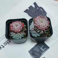 3'' Echeveria Blue Minima, Rare Live Succulent Plants