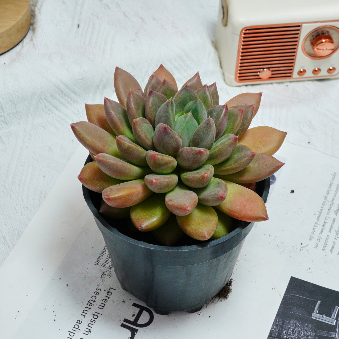 5'' Echeveria Ivory, Rare Live Succulent Plants