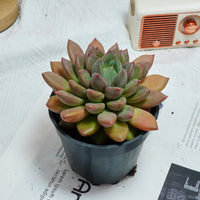 5'' Echeveria Ivory, Rare Live Succulent Plants