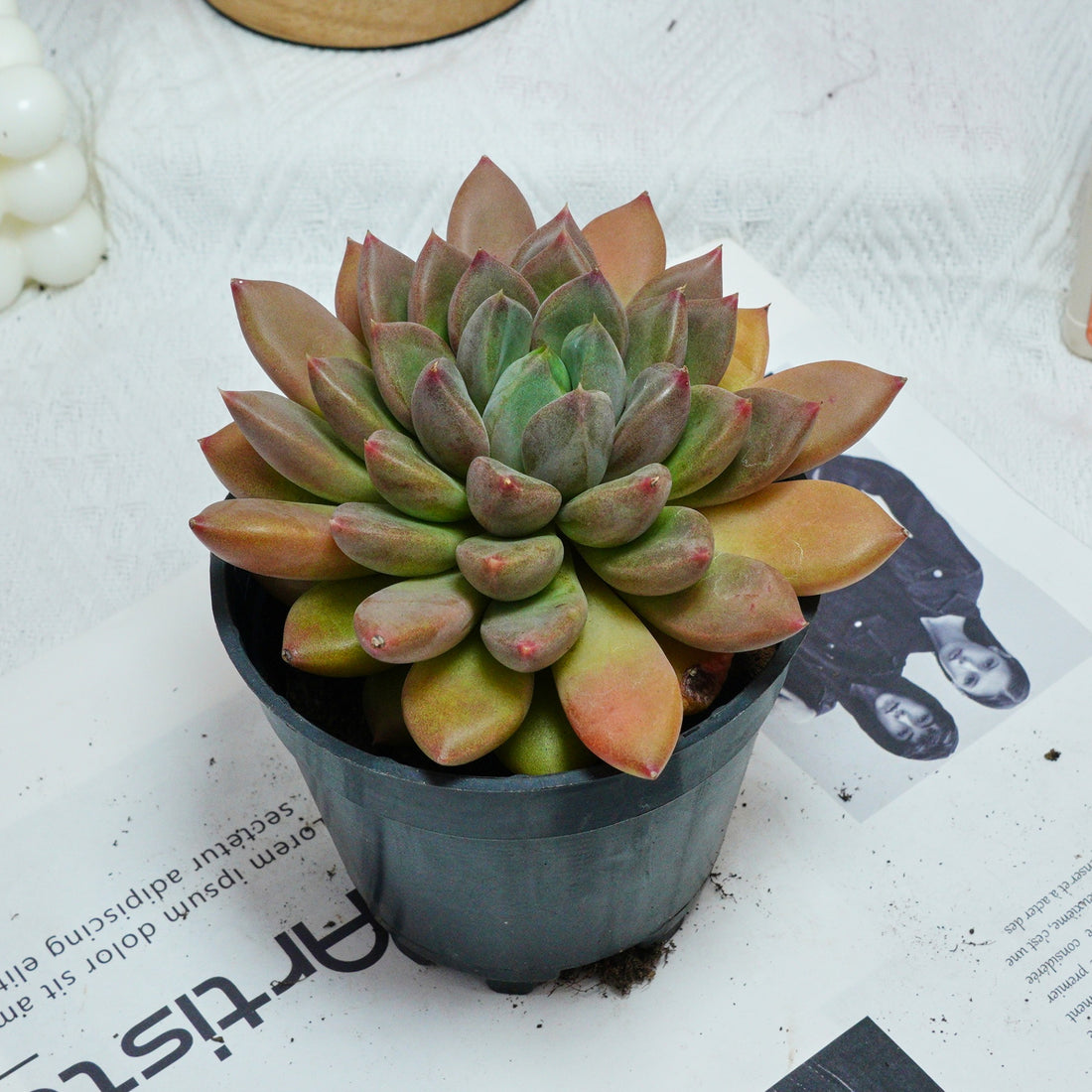 5'' Echeveria Ivory, Rare Live Succulent Plants