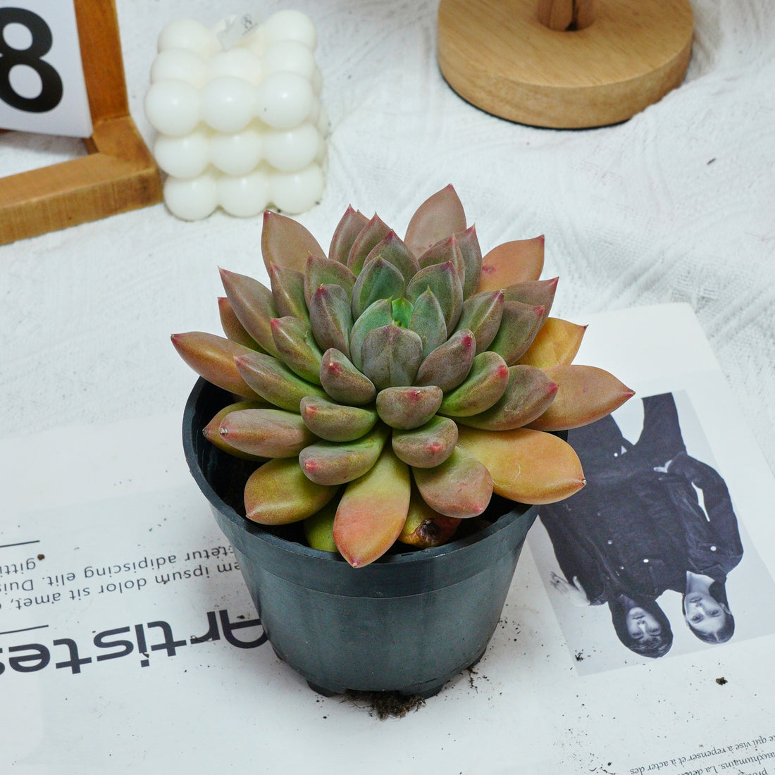 5'' Echeveria Ivory, Rare Live Succulent Plants