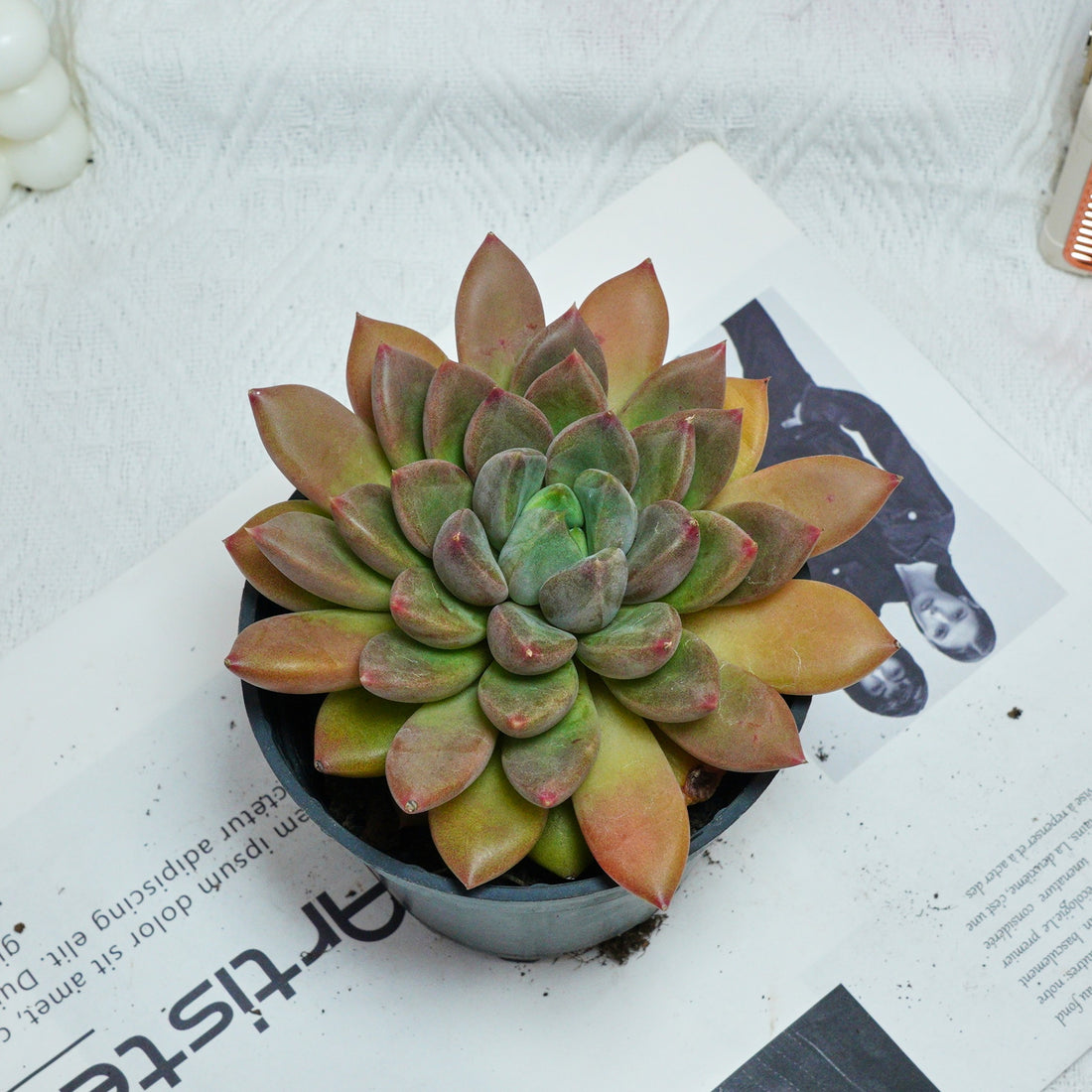 5'' Echeveria Ivory, Rare Live Succulent Plants