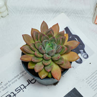 5'' Echeveria Ivory, Rare Live Succulent Plants