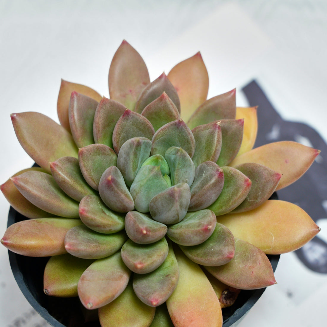 5'' Echeveria Ivory, Rare Live Succulent Plants