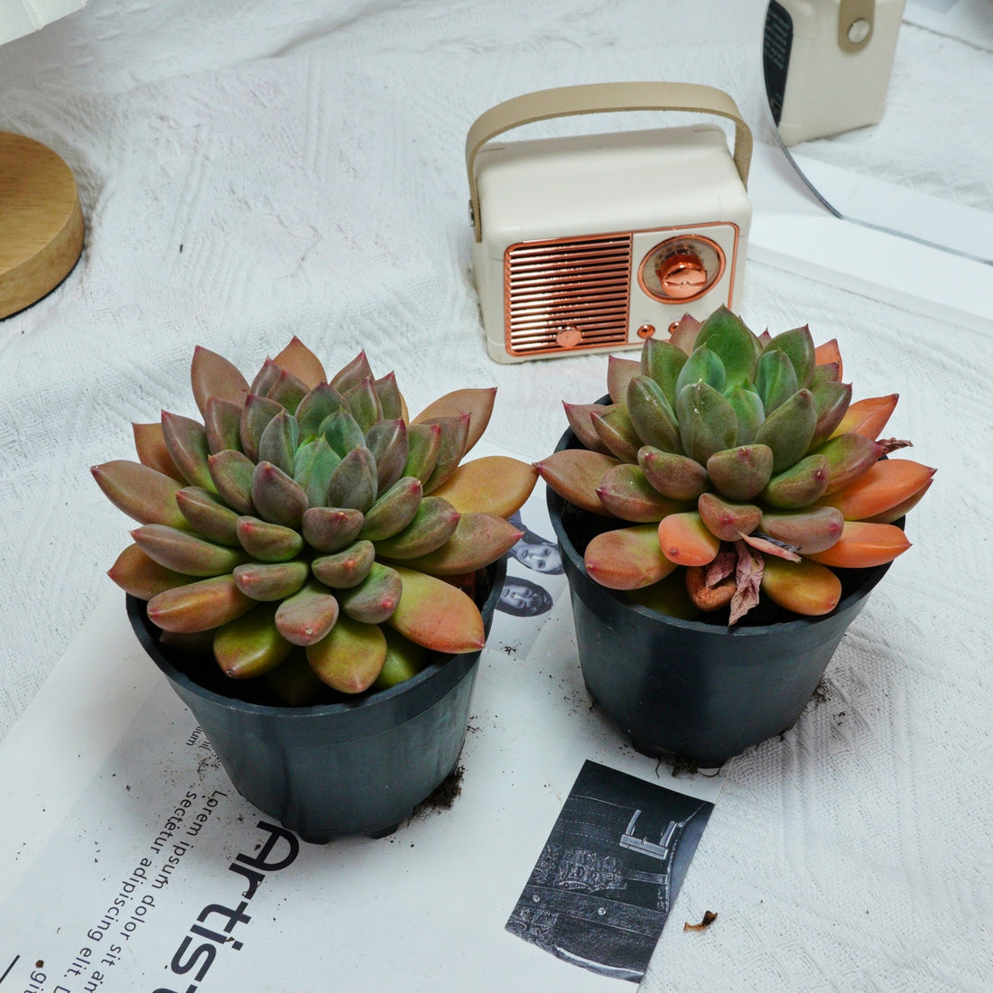 5'' Echeveria Ivory, Rare Live Succulent Plants