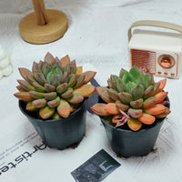 5'' Echeveria Ivory, Rare Live Succulent Plants