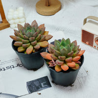 5'' Echeveria Ivory, Rare Live Succulent Plants