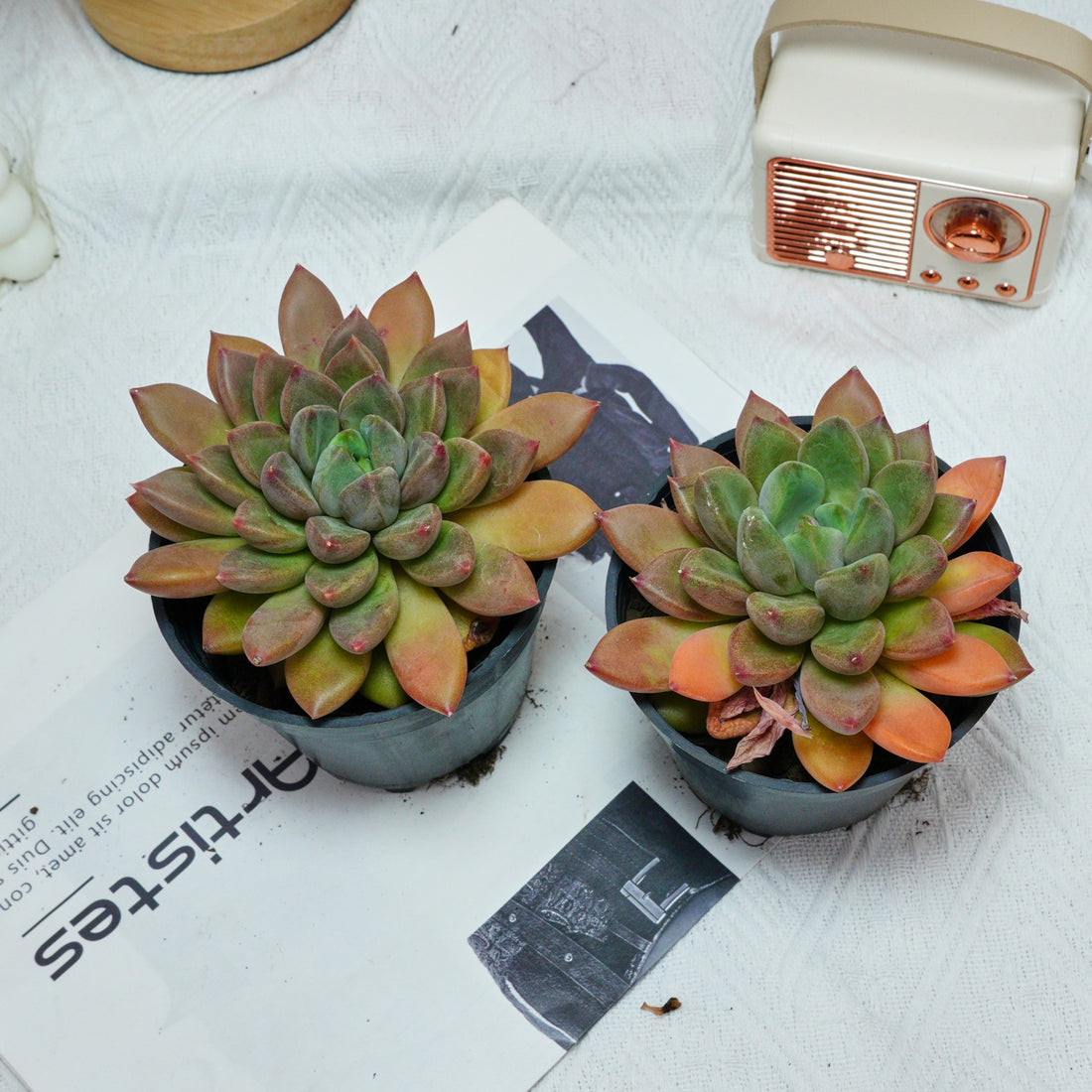 5'' Echeveria Ivory, Rare Live Succulent Plants