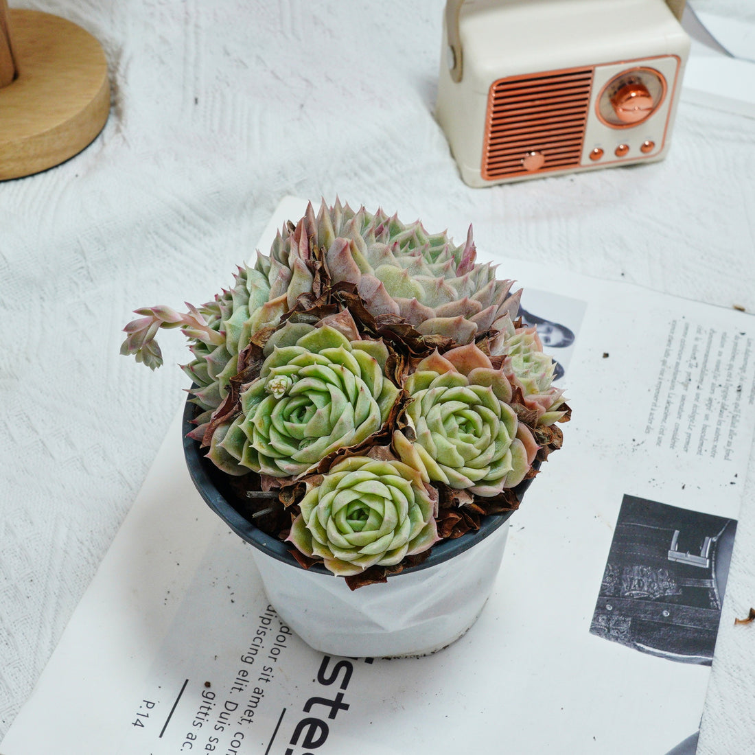 5'' Echeveria Onslow, Rare Live Succulent Plants