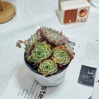 5'' Echeveria Onslow, Rare Live Succulent Plants