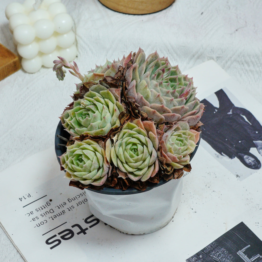 5'' Echeveria Onslow, Rare Live Succulent Plants
