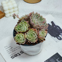 5'' Echeveria Onslow, Rare Live Succulent Plants