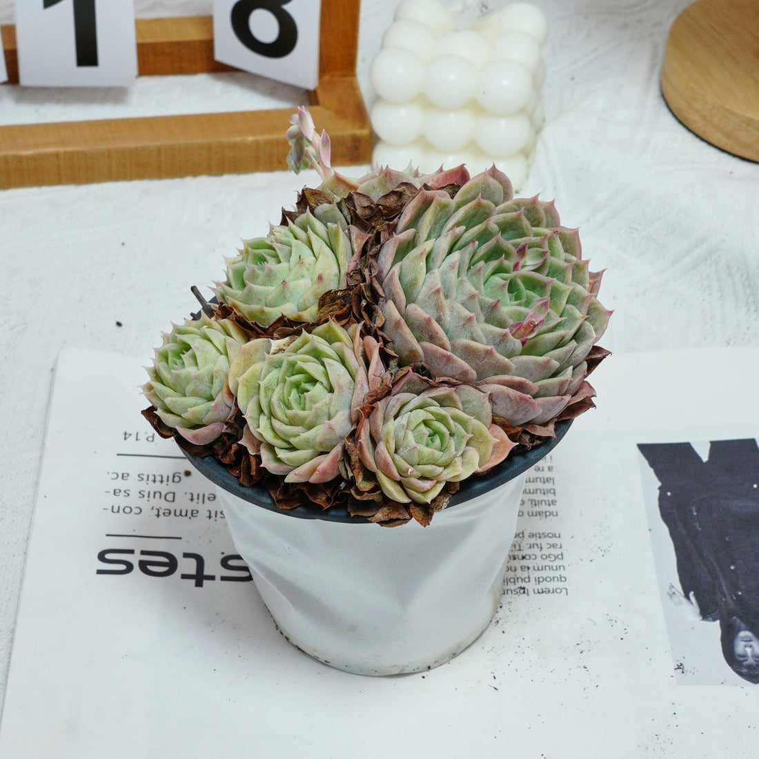 5'' Echeveria Onslow, Rare Live Succulent Plants