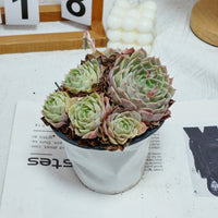5'' Echeveria Onslow, Rare Live Succulent Plants