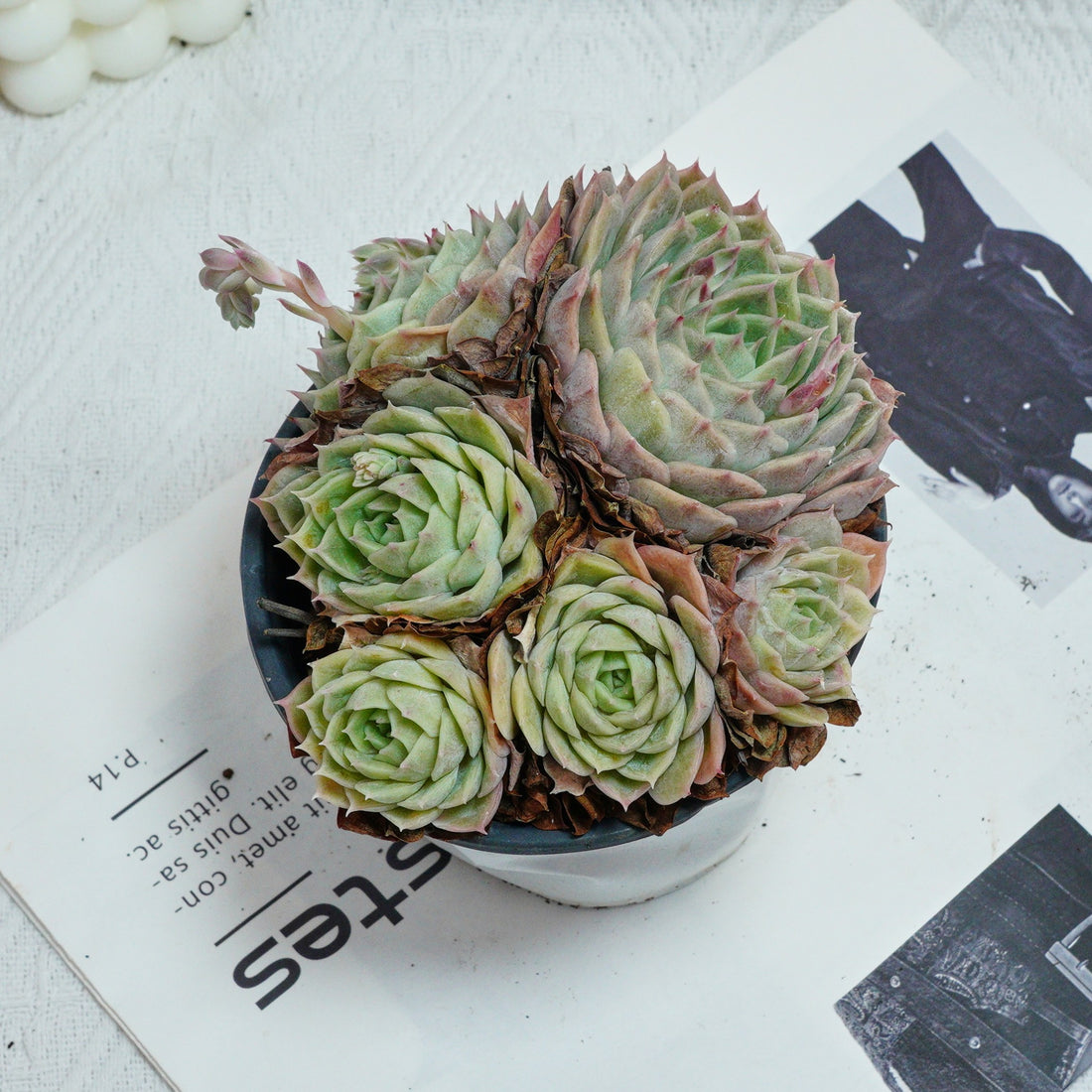 5'' Echeveria Onslow, Rare Live Succulent Plants