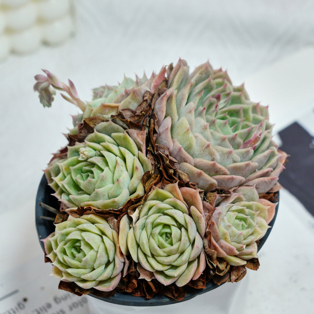 5'' Echeveria Onslow, Rare Live Succulent Plants